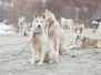 Fête des chiens de traineaux 2022