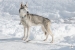 20250308-09_StudioMartine-258