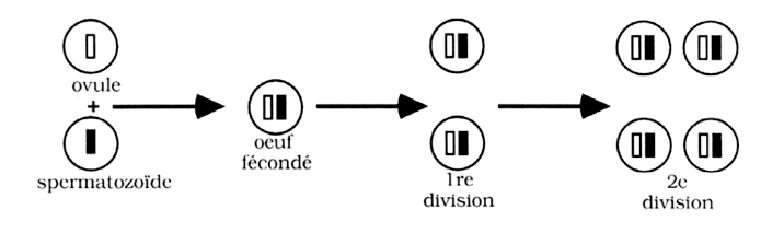 distribution normale du chromosome 21 Distribution normale du chromosome 21